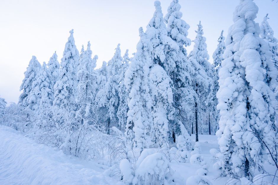 A Winter Break in Lapland: What to Pack and Expect
