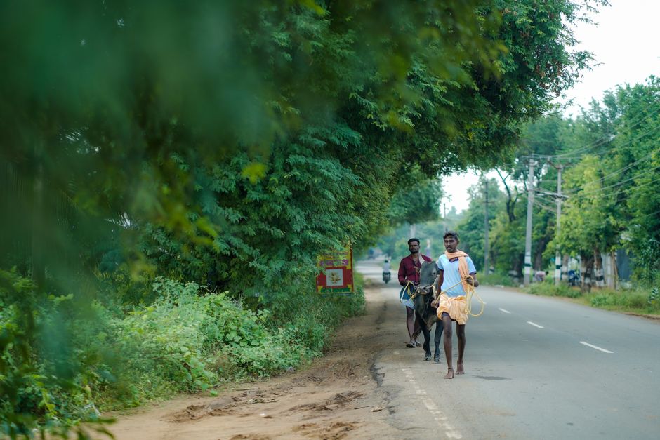 A man walking a bull on a rural road in Alanganallur, Tamil Nadu, showcasing traditional scenery.
