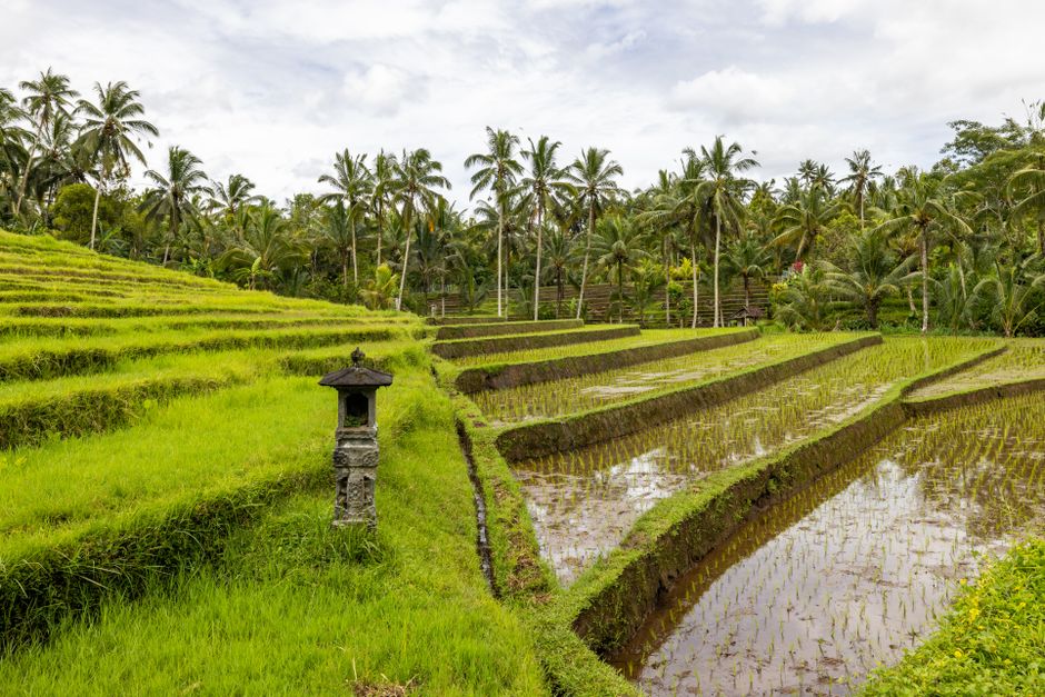 Scenic view of lush terraced rice fields surrounded by palm trees and greenery.