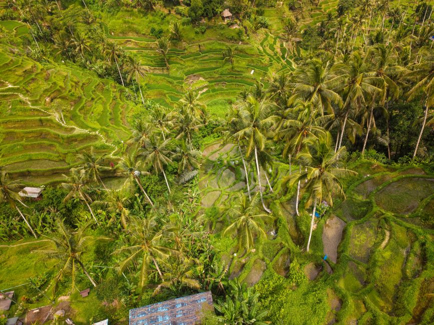 Aerial shot capturing the lush green Tegallalang Rice Terraces in Bali, Indonesia.