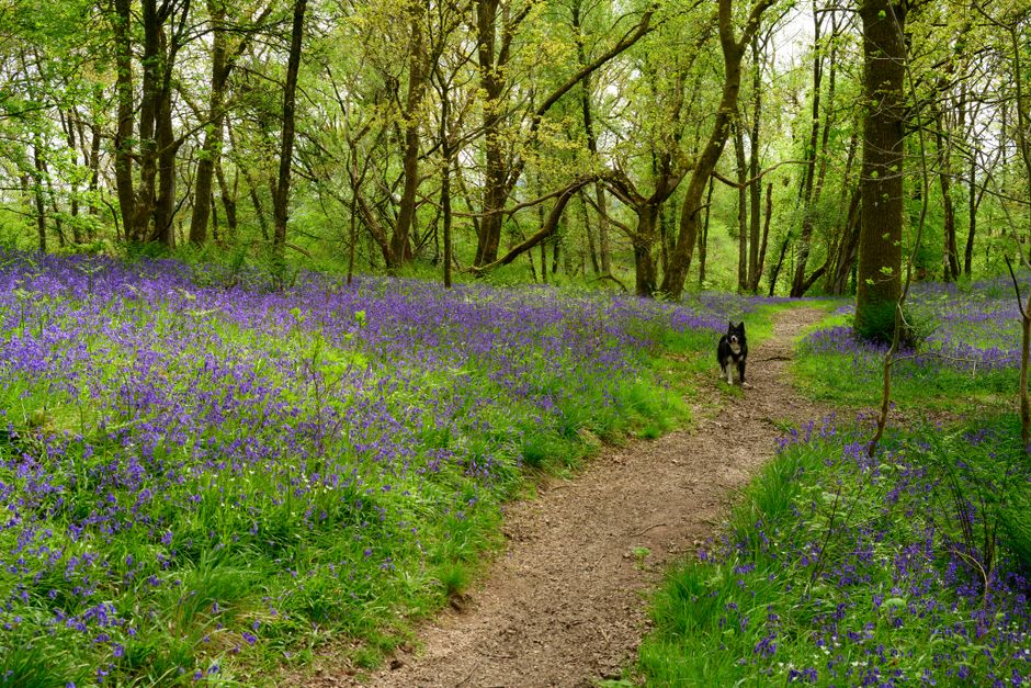 Bluebell Woods and Spring Walks in England