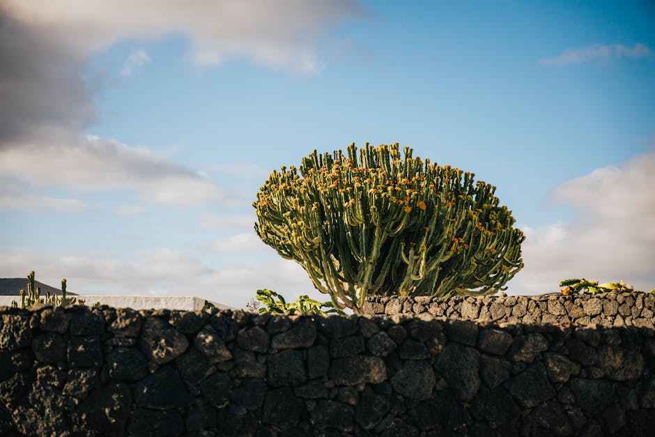 A vibrant cactus grows over a stone wall under a clear blue sky in Lanzarote, Spain.