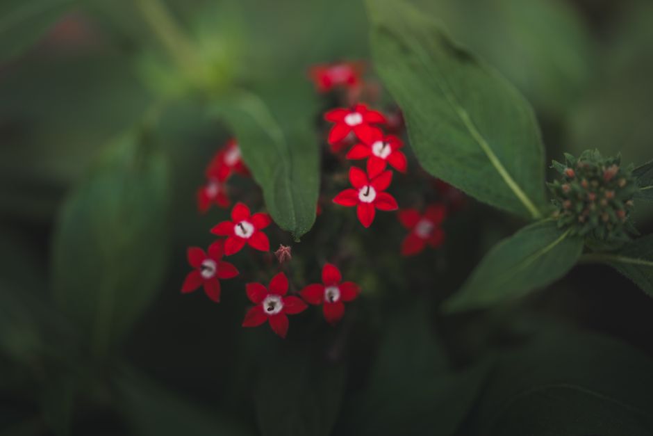 Close-up of vivid red Pentas flowers surrounded by lush green leaves in Alajuela, Costa Rica.