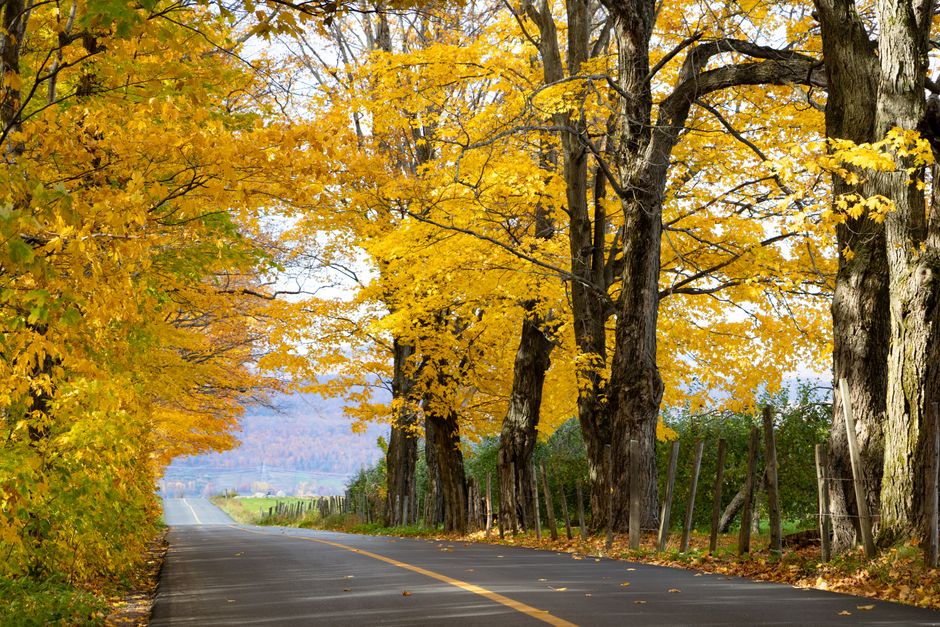 Fall Foliage Road Trip Ideas in Vermont