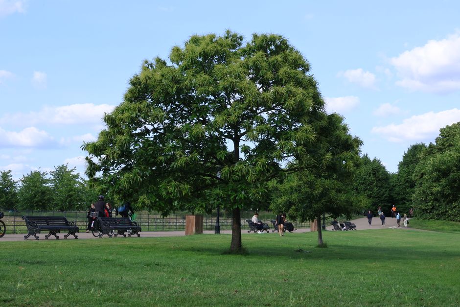 Hampstead Heath and Highgate: A London Green Walk