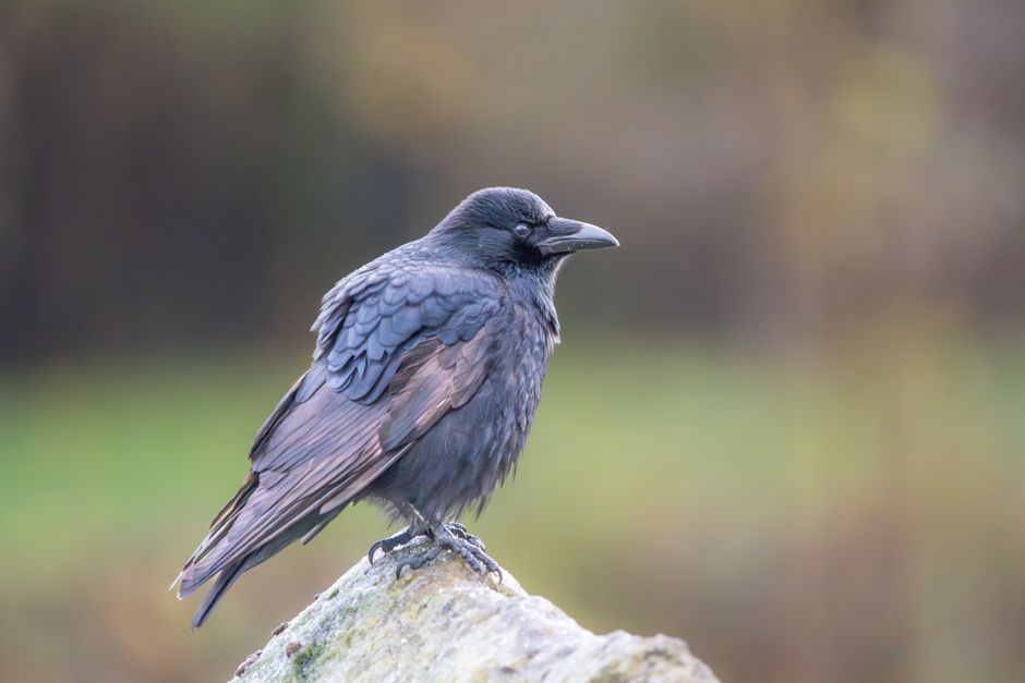 Detailed photo of a black crow resting on a natural rock in a serene outdoor setting.