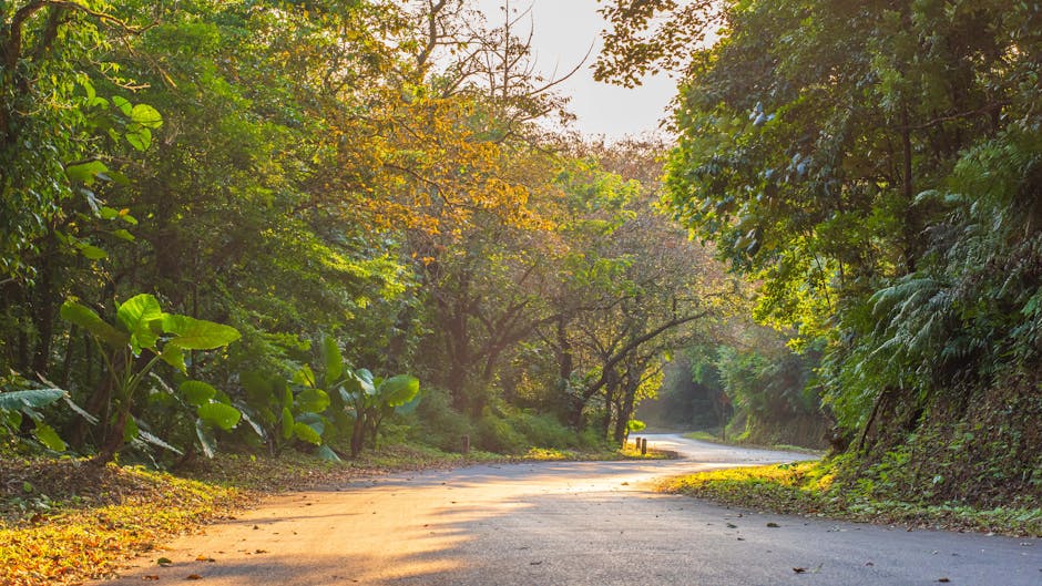 Serene forest road captured in golden hour, showcasing vibrant greenery and tranquility.