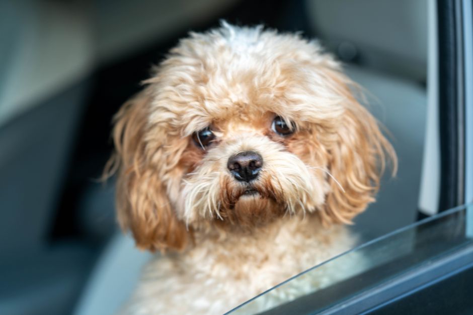 Travelling With a Dog: Planning and Practical Tips