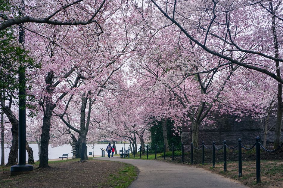 Visiting Washington, D.C. in Cherry Blossom Season