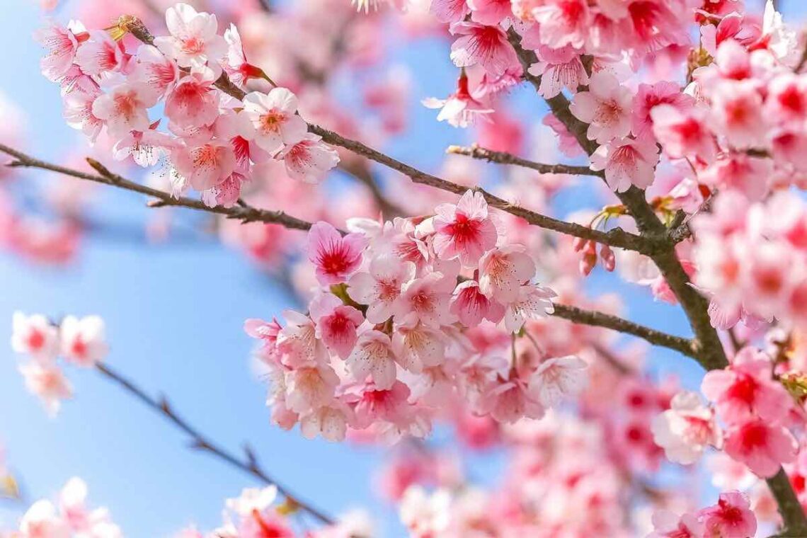 Where to see cherry blossoms in Italy
